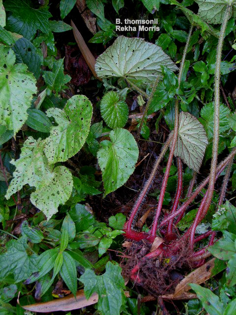 B. thomsonii